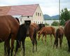 horse ranch in Slovakei