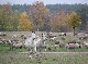 ranch, Mueritz, Mecklenburg-Vorpommern