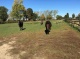 horse ranch, Wesel, Nordrhein-Westfalen
