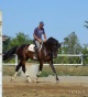 horse ranch, , 