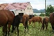 horse ranch, Slovakei, Slovakei
