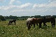 horse ranch, Slovakei, Slovakei